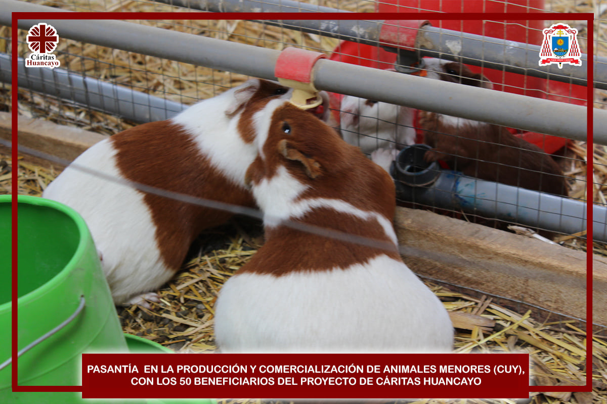 Producción y Comercialización de Animales Menores (cuy)
